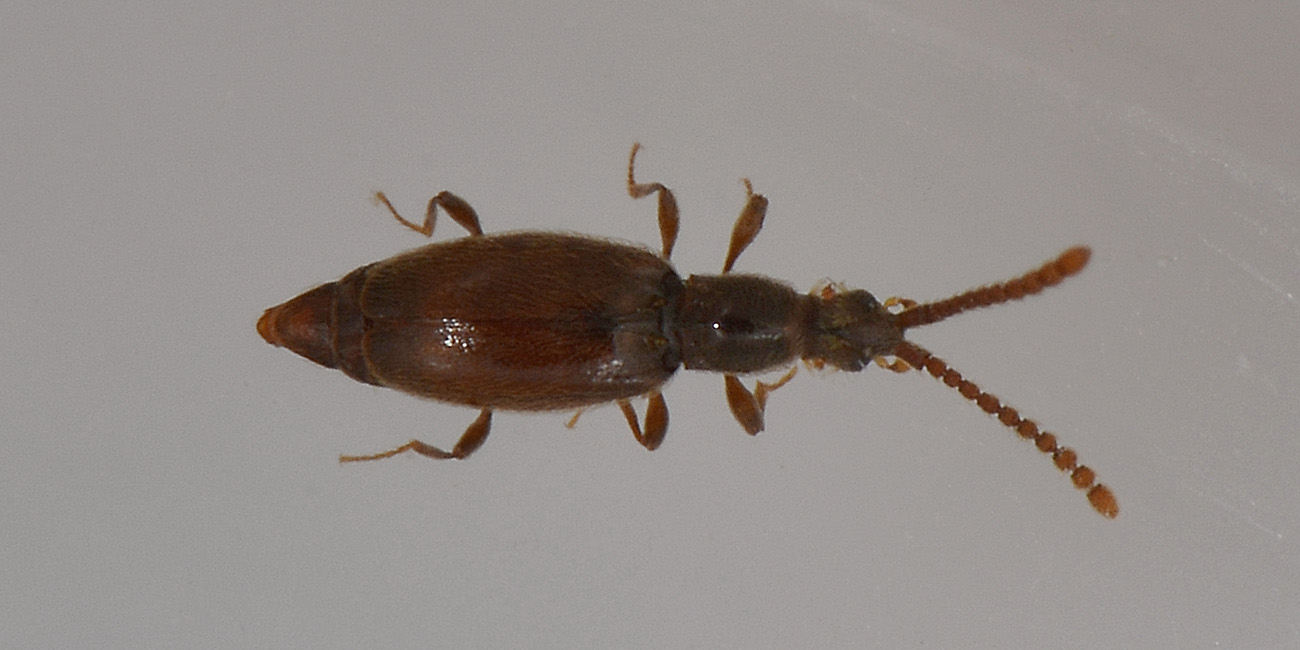 Scydmaenidae, con gli orecchini? Chevrolatia insignis